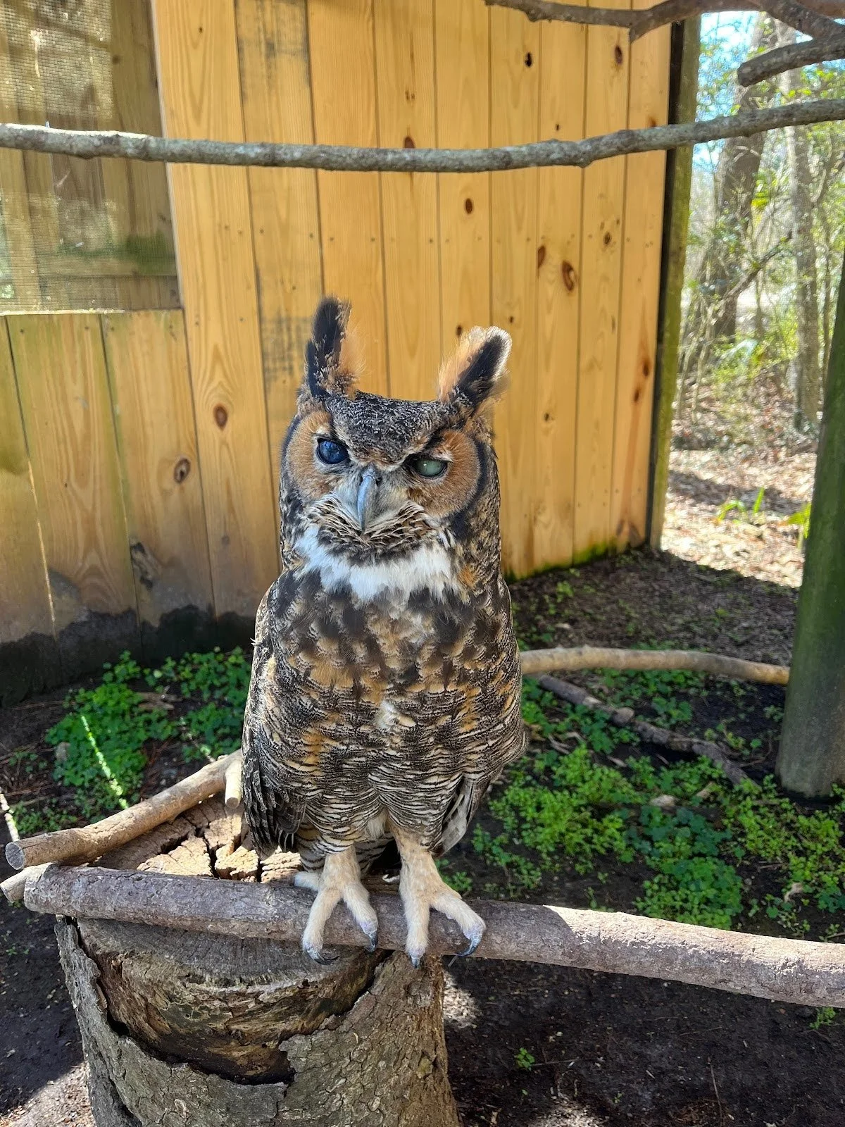 owl様ご確認用 Fern the Great Horned Owl — Magnolia Plantation & Gardens